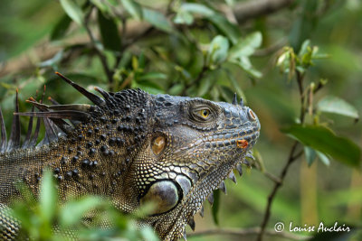Iguane vert