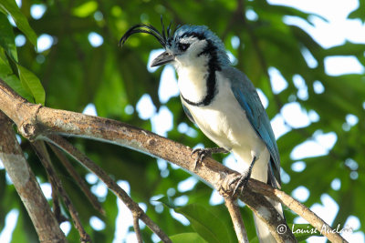 Geai  face blanche - White-throated Magpie Jay