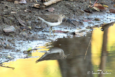 Chevalier grivel - Spotter Sandpiper