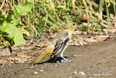 Oriole de Baltimore juvnile - Baltimore oriole