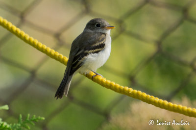 Moucherolle tchbec -Least Flycatcher