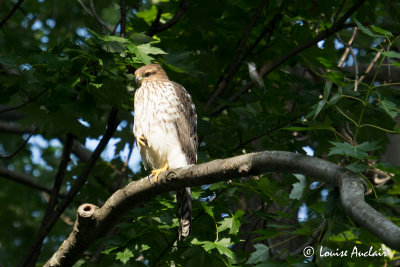 pervier de Cooper et Colibri  gorge rubis