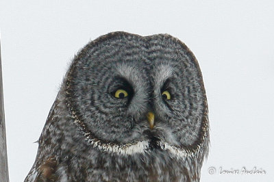 Chouette lapone - Great Gray Owl