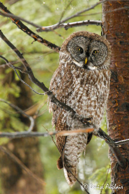 Chouette lapone - Great Gray Owl