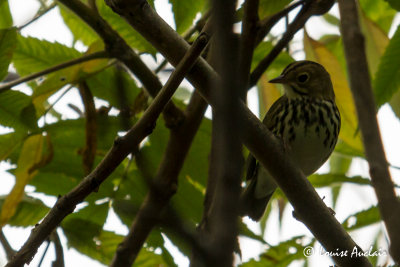 Paruline couronne - Ovenbird