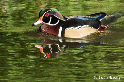 Canard branchu - Wood duck