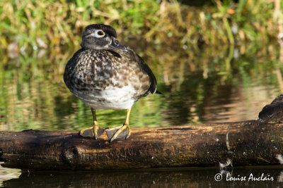 Canard branchu femelle - Wood duck