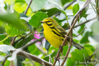 Paruline des Prés - Prairie Warbler