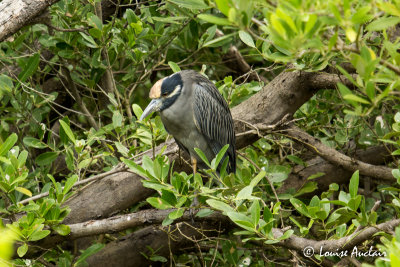 Bihoreau violac - Yellow-crowned Night-Heron