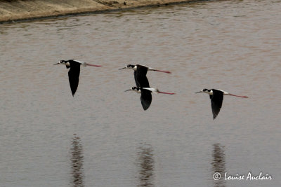 Échasse d'Amérique -Black-necked Stilt