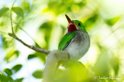 Todier de Cuba Cuban Tody