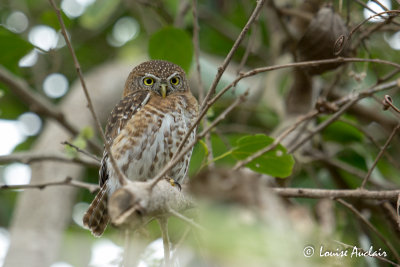 Chevcette de Cuba - Cuban Pygmy-Owl