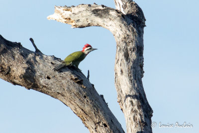 Pic poignard - Cuban Woodpecker