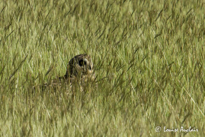 Hibou des marais - Short-eared Owl