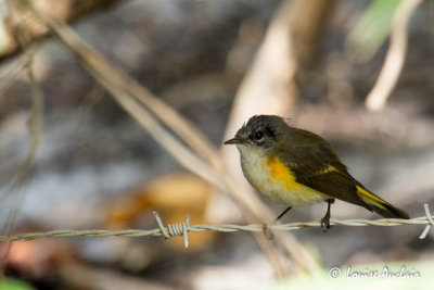 Paruline flamboyante - American Redstart