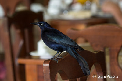 Quiscale noir - Greater Antillean  Grackle