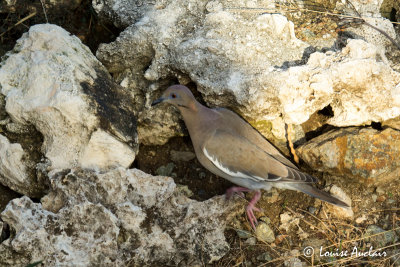 Tourterelle  ailes blanches - White-winged Dove