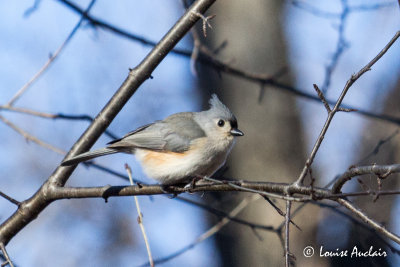 Msange bicolore  - Tufted Titmouse