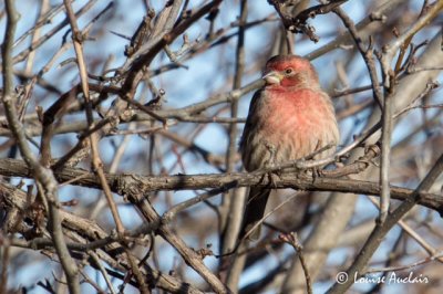 Roselin familier - House Finch