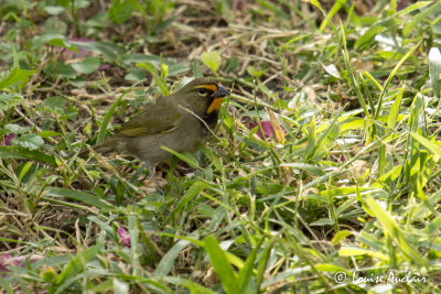 Sporophile grand-chanteur mâle - Yellow-faced Grassquit male