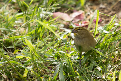 Sporophile grand-chanteur femelle - Yellow-faced Grassquit female