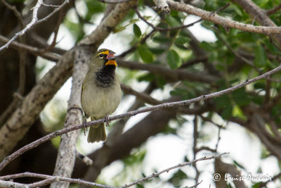 Sporophile grand-chanteur mâle - Yellow-faced Grassquit male