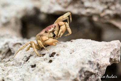 Crabe