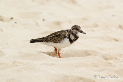 Tourne-pierre à collier - Ruddy Turnstone