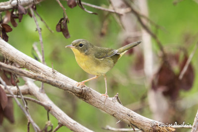 Paruline masquée femelle - Common Yellowthroat