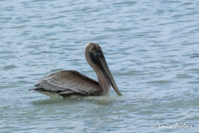 Pélican brun - Brown pelican