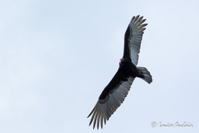 Urubu à tête rouge - Turkey vulture