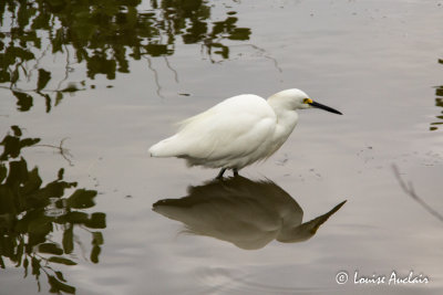 Grande Aigrette - Great Egret