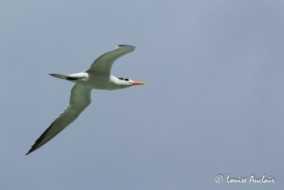 Sterne royale - Royal Tern
