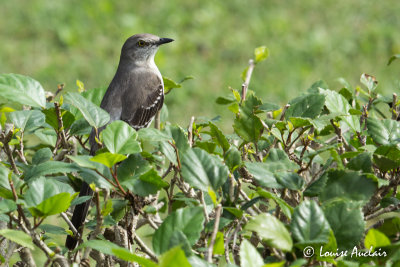 Moqueur polyglotte - Northern Mokingbird