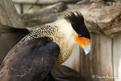 Caracara du Nord - Crested Caracara