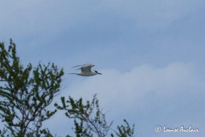 Sterne Caugek - Sandwich Tern
