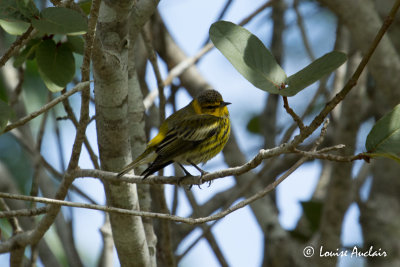 Paruline tigrée - Cape May Warbler