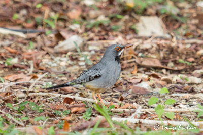Merle vantard - Red-legged Thrush