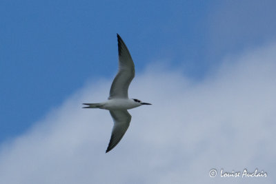 Sterne Caugek - Sandwich Tern
