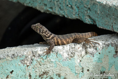 Cuban striped Curly-tailed lizard