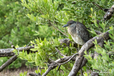 Bihoreau violacé juvénile - Yellow-crowned Night-Heron