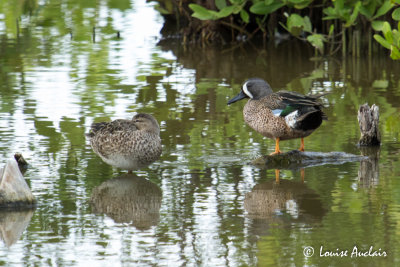Sarcelle à ailes bleus - Blue-winged Teal
