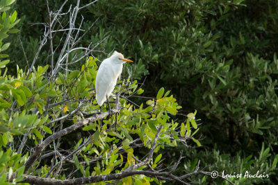 Héron garde-bœuf - Cattle Egret