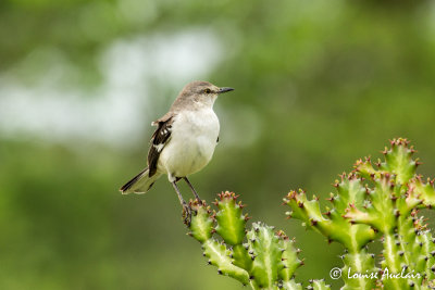 Moqueur Polyglotte - Northern Mokingbird