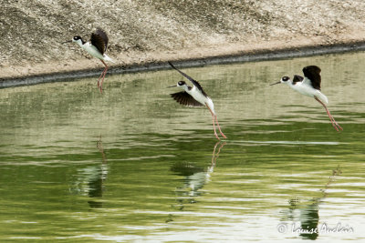 Échasse d'Amérique - Black-necked Stilt