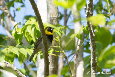 Sporophile petit chanteur - Cuban Grassquit