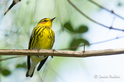 Paruline tigre Cape May Warbler