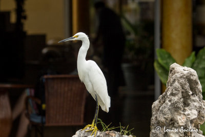 Aigrette neigeuse - Snowy Egret
