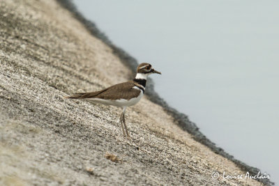 Pluvier kildir - Killdeer