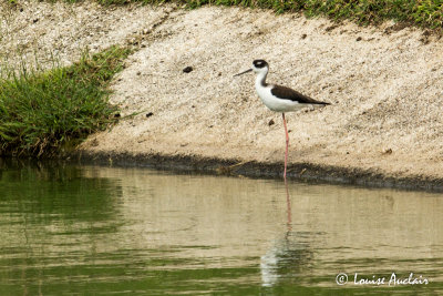 Échasse d'Amérique - Black-necked Stilt